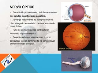 NERVO ÓPTICO
- Constituído por cerca de 1 milhão de axônios
das células ganglionares da retina.
- Emerge nasalmente ao polo posterior do
olho, atingindo a cavidade craniana através do
canal óptico.
- Une-se ao nervo óptico contralateral
formando o quiasma óptico.
- Suas fibras fazem sinapse com o corpo
geniculado lateral, terminando no córtex visual
primário do lobo occipital.
 