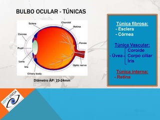BULBO OCULAR - TÚNICAS
Túnica fibrosa:
- Esclera
- Córnea
Túnica Vascular:
Coroide
- Úvea Corpo ciliar
Íris
Túnica interna:
- Retina
Diâmetro ÂP: 23-24mm
 
