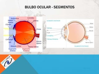 BULBO OCULAR - SEGMENTOS
 