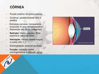 CÓRNEA
- Porção anterior da túnica externa
- Continua posteriormente com a
esclera
- Estrutura convexa, transparente,
avascular (≠ grau de hidratação e
disposição das fibras colágenas)
- Nutrição: Humor aquoso, filme
lacrimal e vasos do limbo
- Inervação: nervos ciliares longos
e curtos (NC V1)
- Extremamente sensível ao toque
- Função: proteção contra
microrganismos e refração da luz
 