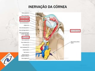 INERVAÇÃO DA CÓRNEA
 