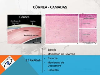 CÓRNEA - CAMADAS
- Epitélio
- Membrana de Bowman
- Estroma
- Membrana de
Descement
- Endotélio
5 CAMADAS
 