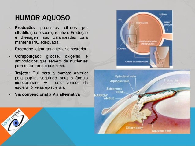 Télécharger gratuitement Images Anatomia Globo Ocular dernière par