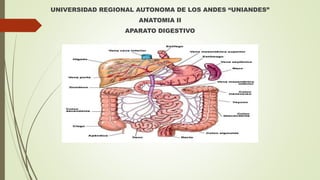 UNIVERSIDAD REGIONAL AUTONOMA DE LOS ANDES “UNIANDES”
ANATOMIA II
APARATO DIGESTIVO
 