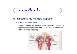 Sistema MuscularSistema MuscularSistema MuscularSistema Muscular
Músculos do Membro Superior
Movimentos escapulares
• Resp...