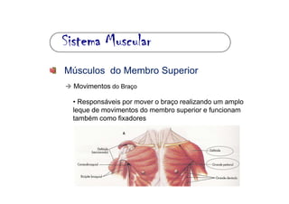 Sistema MuscularSistema MuscularSistema MuscularSistema Muscular
Músculos do Membro Superior
Movimentos do Braço
• Respons...