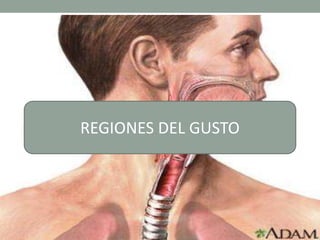 REGIONES DEL GUSTO
 