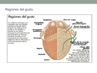 Regiones del gusto.
 