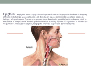 Epiglotis: La epiglotis es un colgajo de cartílago localizado en la garganta detrás de la lengua y
al frente de la laringe, y generalmente está derecha en reposo permitiendo que el aire pase a la
laringe y a los pulmones. Cuando una persona traga, la epiglotis se dobla hacia atrás para cubrir la
entrada de la laringe, de tal manera que los alimentos sólidos y líquidos no ingresen a la tráquea y a
los pulmones. Después de deglutir, la epiglotis retorna a su posición derecha original.
 