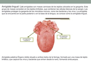 Amígdala lingual: Las amígdalas son masas carnosas de los tejidos ubicados en la garganta. Este
grupo de masas consisten en los tejidos linfoides, que contienen las células blancas de la sangre. Las
amígdalas protegen la garganta de los microbios nocivos, como las bacterias y los virus. La amígdala
que se encuentra en la parte posterior o en la base de la lengua, se conoce como la amígdala lingual.
Amígdala palatina:Órgano doble situado a ambos lados de la faringe, formado por una masa de tejido
linfático, que captura los virus y bacterias que entran desde la nariz, formando anticuerpos.
 