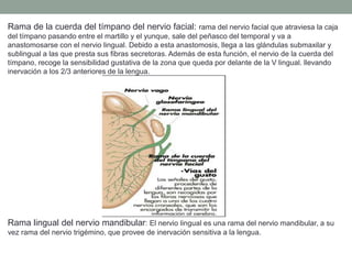Rama de la cuerda del tímpano del nervio facial: rama del nervio facial que atraviesa la caja
del tímpano pasando entre el martillo y el yunque, sale del peñasco del temporal y va a
anastomosarse con el nervio lingual. Debido a esta anastomosis, llega a las glándulas submaxilar y
sublingual a las que presta sus fibras secretoras. Además de esta función, el nervio de la cuerda del
tímpano, recoge la sensibilidad gustativa de la zona que queda por delante de la V lingual. llevando
inervación a los 2/3 anteriores de la lengua.
Rama lingual del nervio mandibular: El nervio lingual es una rama del nervio mandibular, a su
vez rama del nervio trigémino, que provee de inervación sensitiva a la lengua.
 