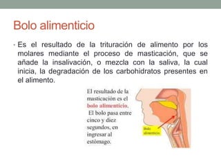 Bolo alimenticio
• Es el resultado de la trituración de alimento por los
molares mediante el proceso de masticación, que se
añade la insalivación, o mezcla con la saliva, la cual
inicia, la degradación de los carbohidratos presentes en
el alimento.
 
