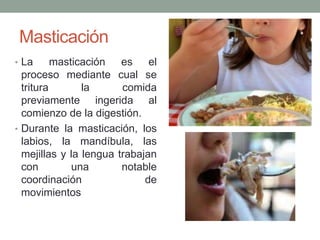 Masticación
• La masticación es el
proceso mediante cual se
tritura la comida
previamente ingerida al
comienzo de la digestión.
• Durante la masticación, los
labios, la mandíbula, las
mejillas y la lengua trabajan
con una notable
coordinación de
movimientos
 