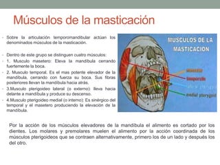 Músculos de la masticación
• Sobre la articulación temporomandibular actúan los
denominados músculos de la masticación.
• Dentro de este grupo se distinguen cuatro músculos:
• 1. Musculo masetero: Eleva la mandíbula cerrando
fuertemente la boca.
• 2. Musculo temporal. Es el mas potente elevador de la
mandíbula, cerrando con fuerza su boca. Sus fibras
posteriores llevan la mandíbula hacia atrás.
• 3.Musculo pterigoideo lateral (o externo): lleva hacia
delante a mandíbula y produce su descenso.
• 4.Musculo pterigoideo medial (o interno): Es sinérgico del
temporal y el masetero produciendo la elevación de la
mandíbula.
Por la acción de los músculos elevadores de la mandíbula el alimento es cortado por los
dientes. Los molares y premolares muelen el alimento por la acción coordinada de los
músculos pterigoideos que se contraen alternativamente, primero los de un lado y después los
del otro.
 