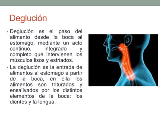 Deglución
• Deglución es el paso del
alimento desde la boca al
estomago, mediante un acto
continuo, integrado y
completo que intervienen los
músculos lisos y estriados.
• La deglución es la entrada de
alimentos al estomago a partir
de la boca, en ella los
alimentos son triturados y
ensalivados por los distintos
elementos de la boca: los
dientes y la lengua.
 