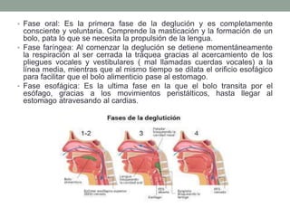• Fase oral: Es la primera fase de la deglución y es completamente
consciente y voluntaria. Comprende la masticación y la formación de un
bolo, pata lo que se necesita la propulsión de la lengua.
• Fase faríngea: Al comenzar la deglución se detiene momentáneamente
la respiración al ser cerrada la tráquea gracias al acercamiento de los
pliegues vocales y vestibulares ( mal llamadas cuerdas vocales) a la
línea media, mientras que al mismo tiempo se dilata el orificio esofágico
para facilitar que el bolo alimenticio pase al estomago.
• Fase esofágica: Es la ultima fase en la que el bolo transita por el
esófago, gracias a los movimientos peristálticos, hasta llegar al
estomago atravesando al cardias.
 