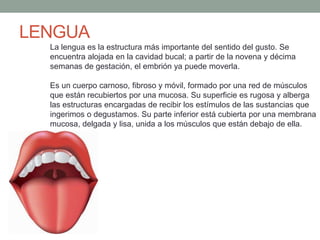 LENGUA
La lengua es la estructura más importante del sentido del gusto. Se
encuentra alojada en la cavidad bucal; a partir de la novena y décima
semanas de gestación, el embrión ya puede moverla.
Es un cuerpo carnoso, fibroso y móvil, formado por una red de músculos
que están recubiertos por una mucosa. Su superficie es rugosa y alberga
las estructuras encargadas de recibir los estímulos de las sustancias que
ingerimos o degustamos. Su parte inferior está cubierta por una membrana
mucosa, delgada y lisa, unida a los músculos que están debajo de ella.
 