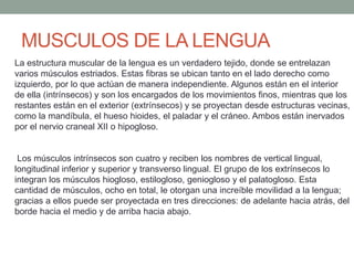 MUSCULOS DE LA LENGUA
La estructura muscular de la lengua es un verdadero tejido, donde se entrelazan
varios músculos estriados. Estas fibras se ubican tanto en el lado derecho como
izquierdo, por lo que actúan de manera independiente. Algunos están en el interior
de ella (intrínsecos) y son los encargados de los movimientos finos, mientras que los
restantes están en el exterior (extrínsecos) y se proyectan desde estructuras vecinas,
como la mandíbula, el hueso hioides, el paladar y el cráneo. Ambos están inervados
por el nervio craneal XII o hipogloso.
Los músculos intrínsecos son cuatro y reciben los nombres de vertical lingual,
longitudinal inferior y superior y transverso lingual. El grupo de los extrínsecos lo
integran los músculos hiogloso, estilogloso, geniogloso y el palatogloso. Esta
cantidad de músculos, ocho en total, le otorgan una increíble movilidad a la lengua;
gracias a ellos puede ser proyectada en tres direcciones: de adelante hacia atrás, del
borde hacia el medio y de arriba hacia abajo.
 