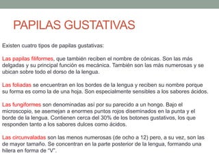PAPILAS GUSTATIVAS
Existen cuatro tipos de papilas gustativas:
Las papilas filiformes, que también reciben el nombre de cónicas. Son las más
delgadas y su principal función es mecánica. También son las más numerosas y se
ubican sobre todo el dorso de la lengua.
Las foliadas se encuentran en los bordes de la lengua y reciben su nombre porque
su forma es como la de una hoja. Son especialmente sensibles a los sabores ácidos.
Las fungiformes son denominadas así por su parecido a un hongo. Bajo el
microscopio, se asemejan a enormes puntos rojos diseminados en la punta y el
borde de la lengua. Contienen cerca del 30% de los botones gustativos, los que
responden tanto a los sabores dulces como ácidos.
Las circunvaladas son las menos numerosas (de ocho a 12) pero, a su vez, son las
de mayor tamaño. Se concentran en la parte posterior de la lengua, formando una
hilera en forma de “V”.
 