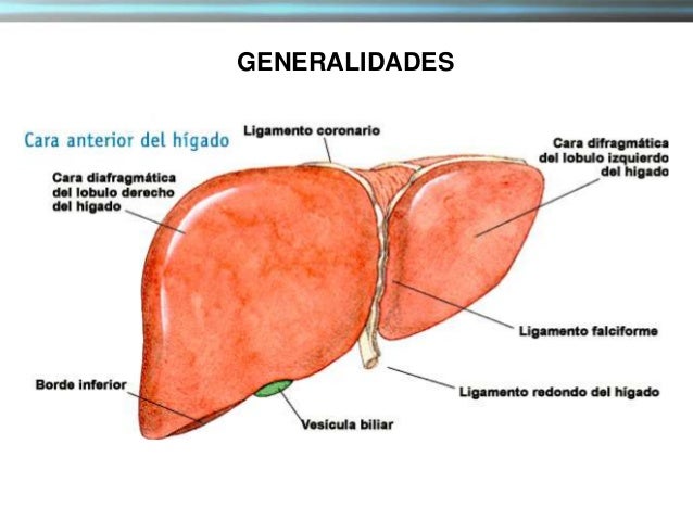 Anatomia hepatica