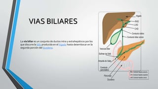 VIAS BILIARES
La vía biliar es un conjunto de ductos intra y extrahepáticos por los
que discurre la bilis producida en el hígado hasta desembocar en la
segunda porción del duodeno.
 
