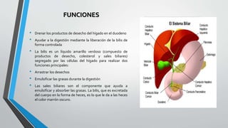 FUNCIONES
• Drenar los productos de desecho del hígado en el duodeno
• Ayudar a la digestión mediante la liberación de la bilis de
forma controlada
• La bilis es un líquido amarillo verdoso (compuesto de
productos de desecho, colesterol y sales biliares)
segregado por las células del hígado para realizar dos
funciones principales:
• Arrastrar los desechos
• Emulsificar las grasas durante la digestión
• Las sales biliares son el componente que ayuda a
emulsificar y absorber las grasas. La bilis, que es excretada
del cuerpo en la forma de heces, es lo que le da a las heces
el color marrón oscuro.
 
