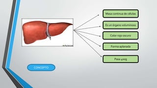 Masa continua de células
Es un órgano voluminoso
Color rojo oscuro
Forma aplanada
Pasa 400g
CONCEPTO
 