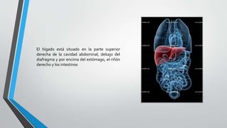 El hígado está situado en la parte superior
derecha de la cavidad abdominal, debajo del
diafragma y por encima del estómago, el riñón
derecho y los intestinos
 