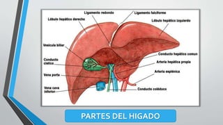 PARTES DEL HIGADO
 