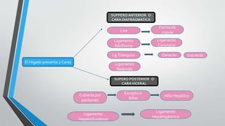 El Hígado presenta 2 Caras
SUPPERO ANTERIOR O
CARA DIAFRAGMATICA
SUPERO POSTERIOR O
CARAVICERAL
Lisa
Forma de
cúpula
Ligamento
falciforme
IzquierdoLg.Triangular Derecho
Ligamento
Coronario
Ligamento
Redondo
Ligamento
Hepatogástrico
Ligamento
Hepatoduodenal
Hilio Hepático
ExceptoV.
Biliar
Cubierta por
peritoneo
 