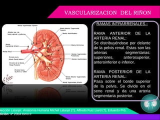 Anatomia, histologia y embriologia renal | PPT