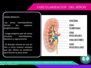Anatomia, histologia y embriologia renal | PPT