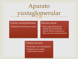 Aparato Yuxtaglomerular