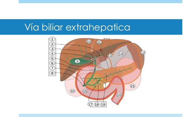 Anatomia, histologia y fisiologia biliar