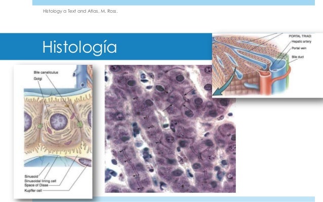 Anatomia histologia