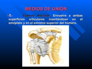 Cápsula Articular:   Envuelve a ambas superficies articulares insertándose en el omóplato y en el extremo superior del húmero . MEDIOS DE UNIÓN 