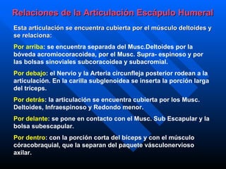 Esta articulación se encuentra cubierta por el músculo deltoides   y se relaciona: Por arriba : se encuentra separada del  Musc.D eltoides por la bóveda acromiocoracoidea, por el  Musc. S upra -  espinoso y por las bolsas sinoviales subcoracoidea y subacromial.  Por debajo : el  N ervio y la  A rteria circunfleja posterior rodean a la articulación. En la carilla subglenoidea se inserta la porción larga del tríceps.  Por detrás : la articulación se encuentra cubierta por los  Musc.   D eltoides,  I nfraespinoso y  R edondo menor.  Por delante : se pone en contacto con el  Musc.   S ub  E scapular y la bolsa subescapular.  Por dentro : con la porción corta del bíceps y con el músculo córacobraquial, que la separan del paquete vásculonervioso axilar.  Relaciones de la  Articulación Escápulo Humeral   