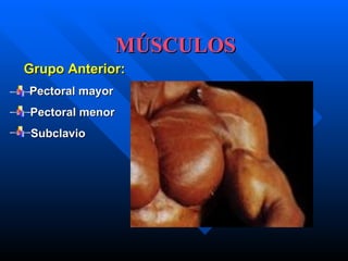 MÚSCULOS Grupo Anterior:      Pectoral mayor Pectoral menor Subclavio 