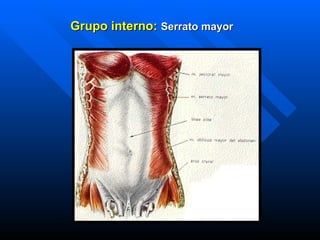 Grupo interno:   Serrato mayor   