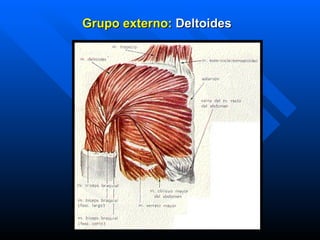 Grupo externo :   Deltoides   