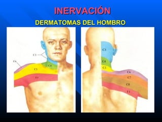 INERVACIÓN DERMATOMAS DEL HOMBRO 