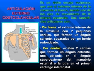 ARTICULACIÓN ESTERNO COSTOCLAVICULAR Es un doble encaje recíproco, que une el extremo interno de la clavícula al tronco, siendo uno de los ejes de movimiento de la cintura escapular. Sus superfi -  cies articulares son: ·   Por fuera : el extremo interno de la clavícula   con  2  pequeñas carillas, que forman un ángulo saliente, separadas por un borde redondeado. ·   Por dentro : existen  2  carillas que forman un ángulo entrante, una ubicada en el ángulo súperoexterno del manubrio esternal y la otra en el primer cartílago intercostal . 
