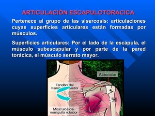 ARTICULACIÓN ESCAPULOTORACICA Pertenece al grupo de las sisarcosis :  articulaciones cuyas superficies articulares están formadas por músculos. Superficies articulares: Por el lado de la escápula, el músculo subescapular   y por parte de la pared torácica, el músculo serrato mayor. 