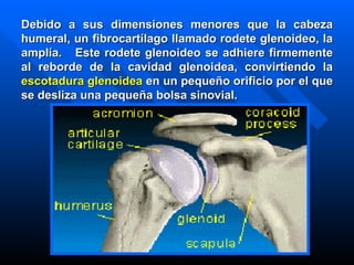 Debido a sus dimensiones menores que la cabeza humeral, un fibrocartílago llamado rodete glenoideo, la amplía.  Este rodete glenoideo se adhiere firmemente al reborde de la cavidad glenoidea, convirtiendo la  escotadura glenoidea  en un pequeño orificio por el que se desliza una pequeña bolsa sinovial. 