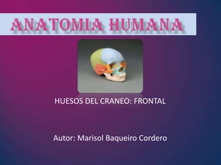 HUESOS DEL CRANEO: FRONTAL



Autor: Marisol Baqueiro Cordero
 