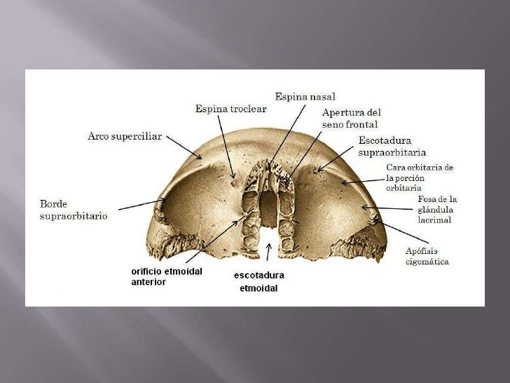 Anatomia hueso frontal