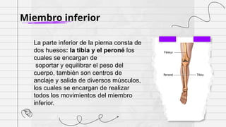 Tibia Salida Anatomia Huesos humanos enfermeria y medicina | PPTX