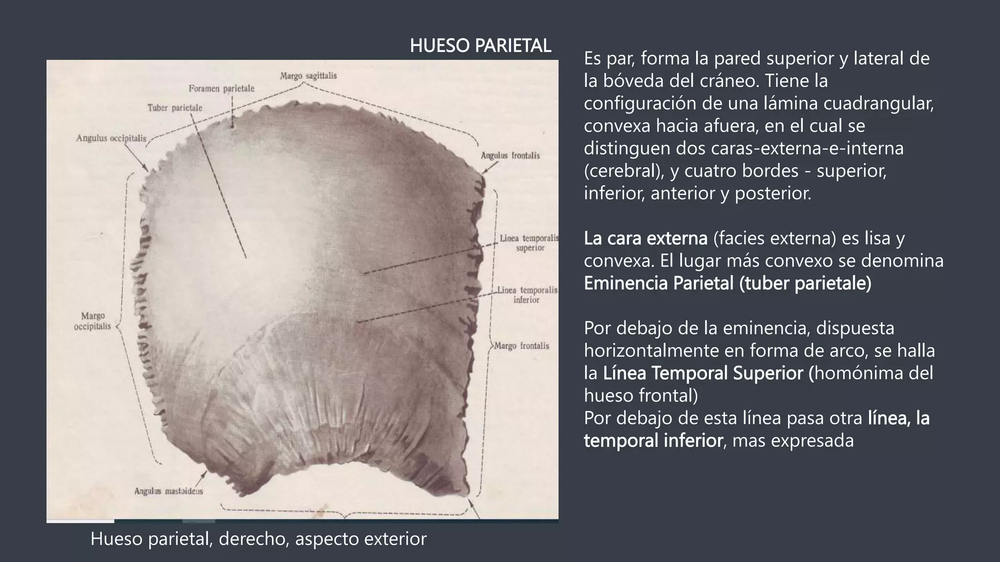 anatomia huesos de la cabeza.pptx