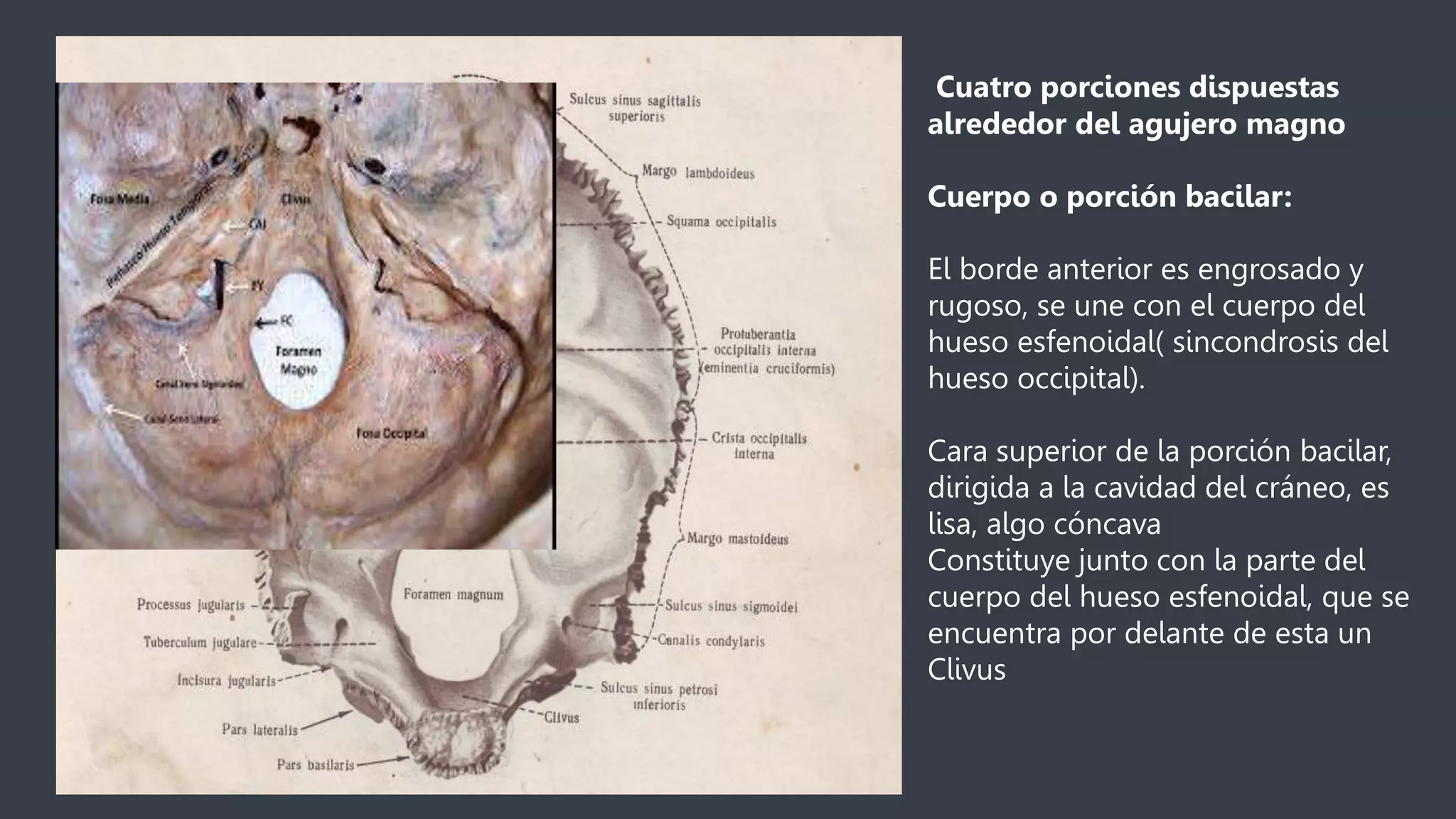 Borde Rugoso anatomia huesos de la cabeza.pptx