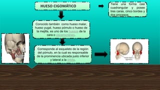 ANATOMIA HUESOS SIGOMATICOS ppt pptx anatomia-huesos-sigomaticos-ppt-pptx